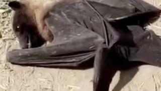 Светът е в шок! Гигантски прилеп с човешки размери ужаси хората СНИМКИ