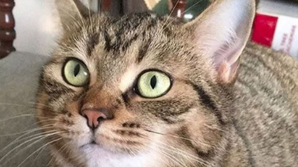 Благодарение на котка жена наследи 2 милиона паунда