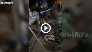 3-метрова кобра едва не докара инфаркт на будистки монах ВИДЕО 