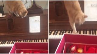 Котарак реши да слезе от пиано и съжали за това ВИДЕО