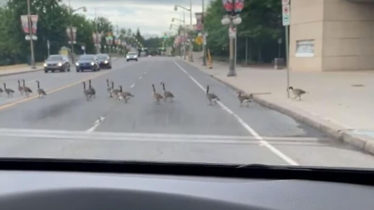 Пресичащи пътя гъски доведоха шофьорка до истерия ВИДЕО