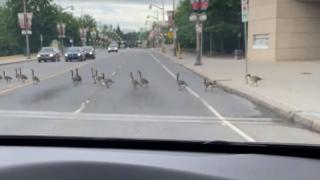 Пресичащи пътя гъски доведоха шофьорка до истерия ВИДЕО