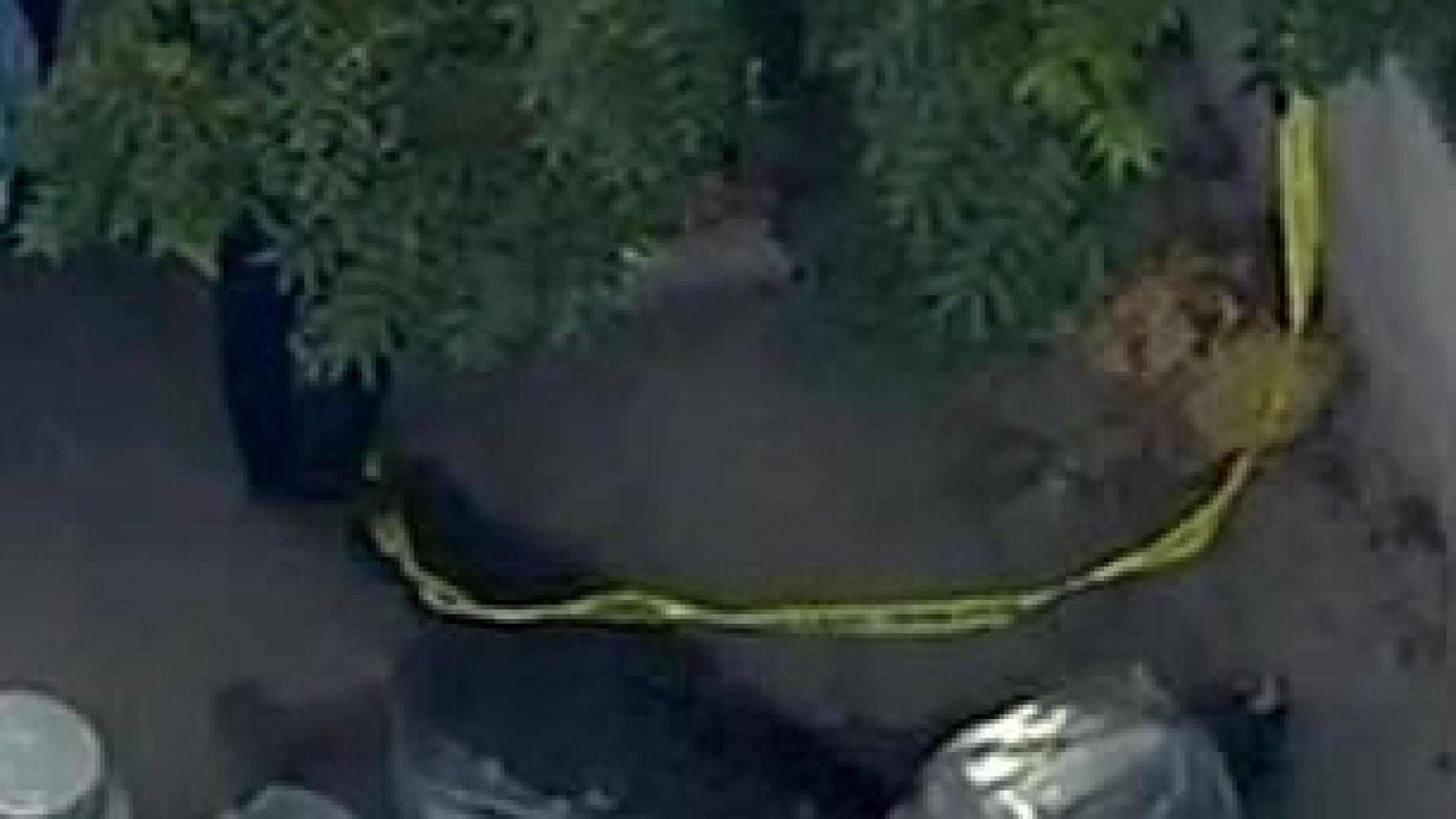 СНИМКИ 18+ от второ ужасяващо убийство, смразило Ню Йорк ВИДЕО 