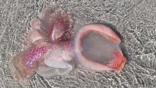 Страховито същество бе изхвърлено на плаж от морските вълни СНИМКА