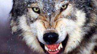 Освирепял от глад вълк похити и изяде малко момиченце