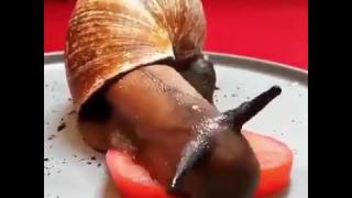 ВИДЕО запечата как лаком охлюв похапна домат