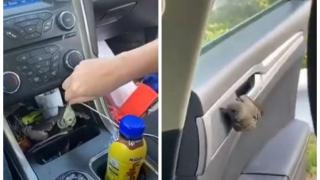 Жена изпадна в истерия при неравна битка с птица в колата си ВИДЕО