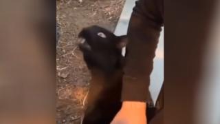 Реакцията на котарак на галене накара мрежата да се смее ВИДЕО