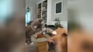 Котенце погали с лапа голямо куче и предизвика умиление в мрежата ВИДЕО