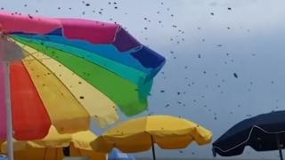Невиждана напаст сполетя туристите на този плаж ВИДЕО