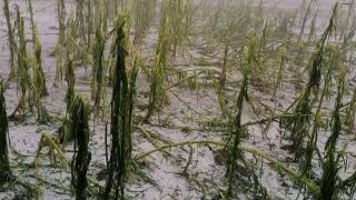 Невиждана стихия удари Румъния, всичко побеля ВИДЕО