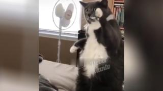 Дебел котарак реши да се занимава с фитнес и стана звезда в мрежата ВИДЕО