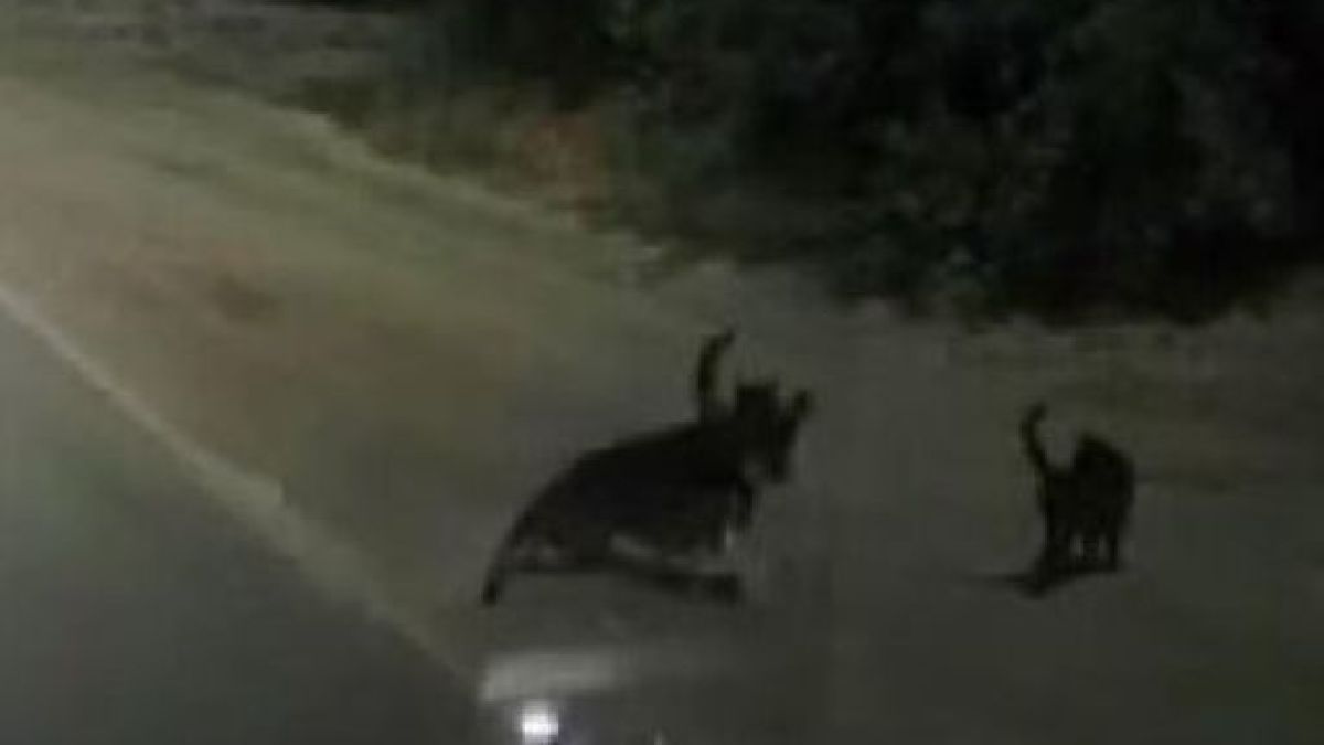 ВИДЕО с две котки и куче инвалид потресе света