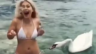 Вижте как лебед се опита да съблече девойка, която го храни ВИДЕО