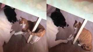 Смел котарак изпробва търпението на голямо куче ВИДЕО