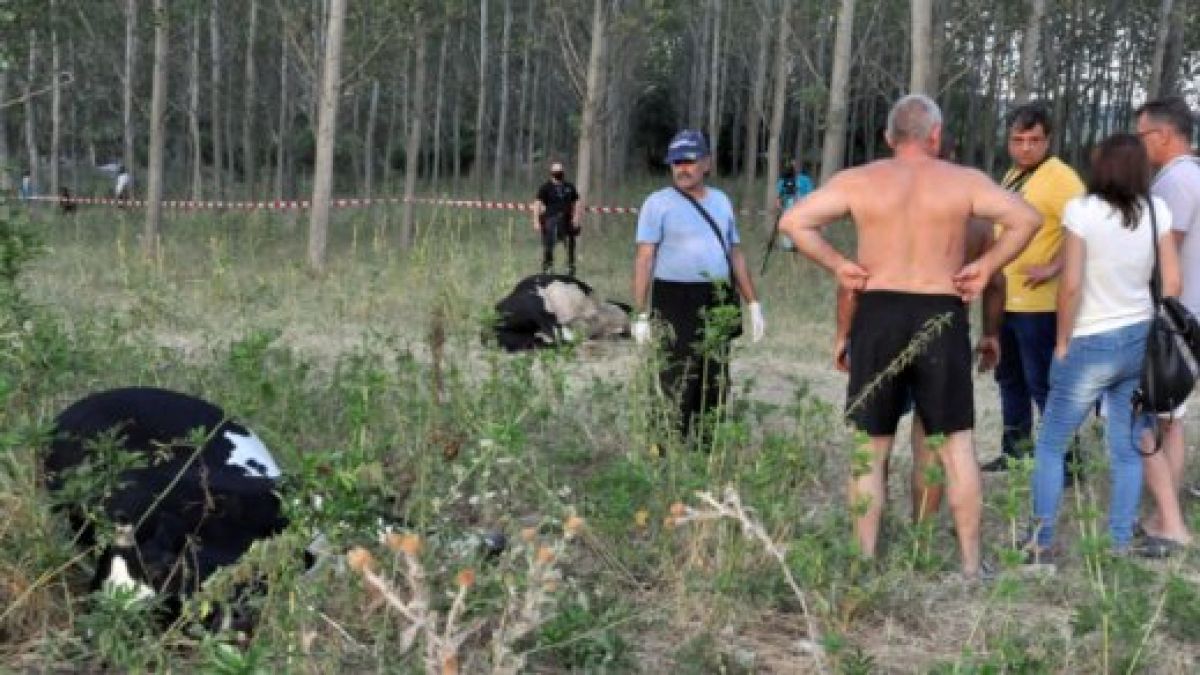 Официално от БАБХ: Ето какво е убило стадото крави, пили вода от река Марица