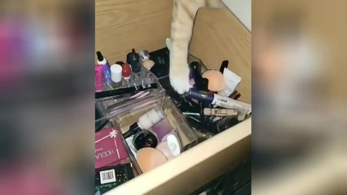 Коте реши да си присвои козметика и разсмя мрежата ВИДЕО