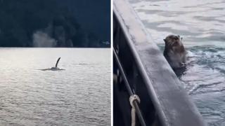 Видра скочи в лодката на мъж, спасявайки се от косатка 