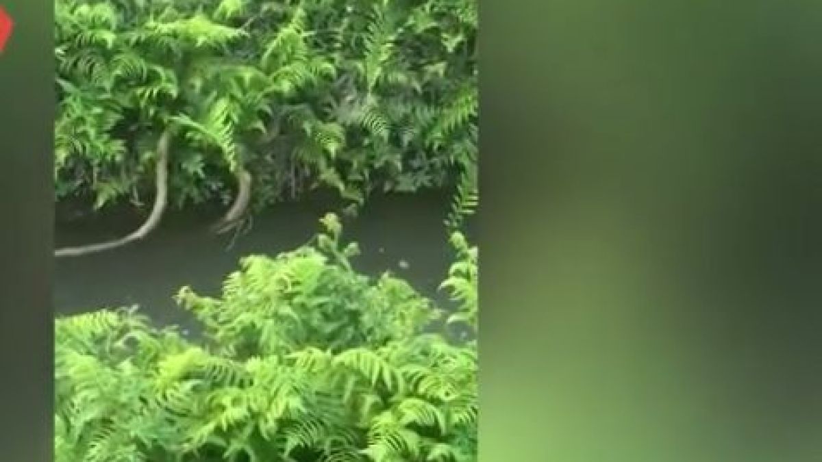 ВИДЕО запечата битката между огромни змии