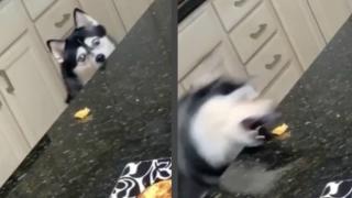 Вижте как куче открадна сиренце сякаш е акула ВИДЕО