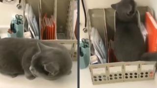 Котарак разсмя мрежата с начина, по който се крие от ветеринар ВИДЕО