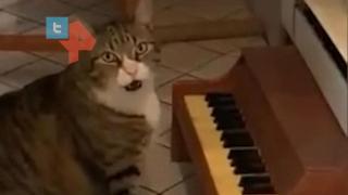 Сладко на макс: Дебело котенце усвои пияното, за да си иска храна ВИДЕО