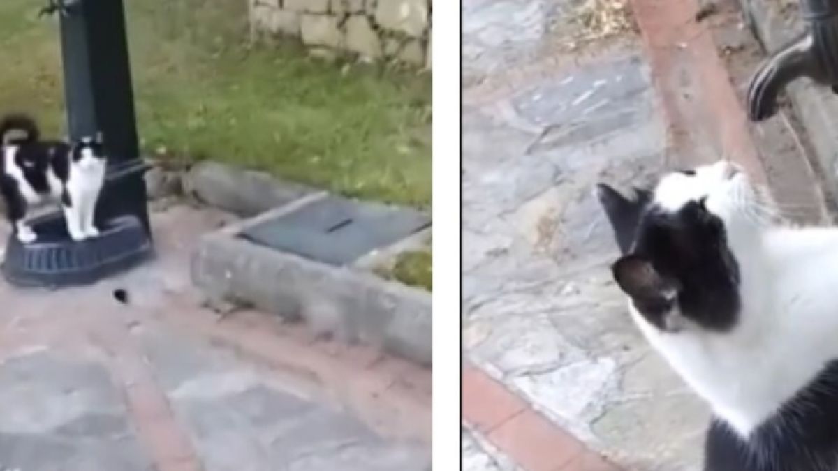 Котенце привлече вниманието на мъж, а той му помогна да... ВИДЕО