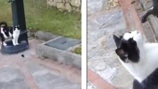 Котенце привлече вниманието на мъж, а той му помогна да... ВИДЕО