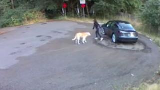 Девойка изостави кучето си в гората, реакцията на домашния любимец трогна до сълзи мрежата ВИДЕО