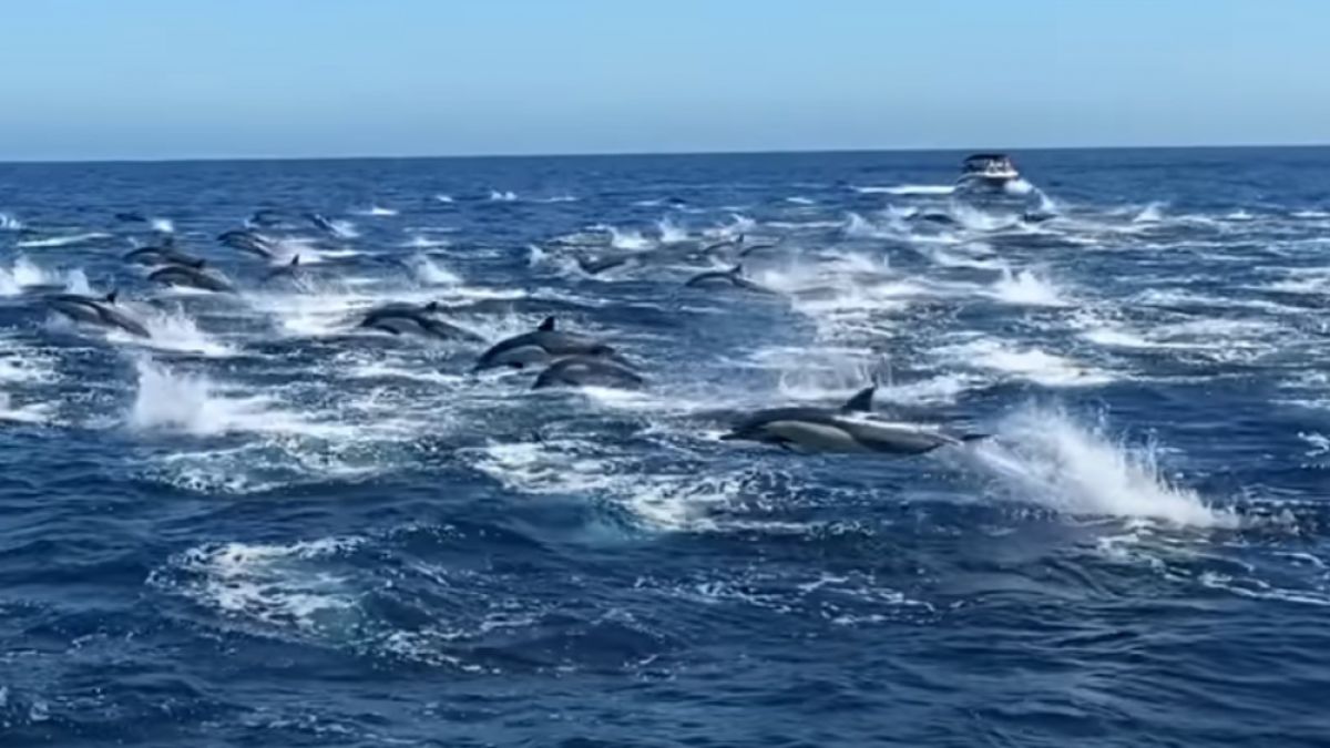 Изумителна гледка край бреговете на Калифорния