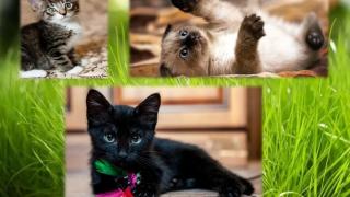 Изберете си коте и научете какъв човек сте 