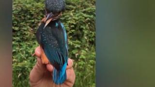 Светът изтръпна от ужас заради това зловещо ВИДЕО с птица