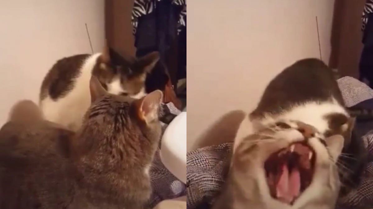 Реакцията на котка на внезапно захапване разсмя мрежата ВИДЕО