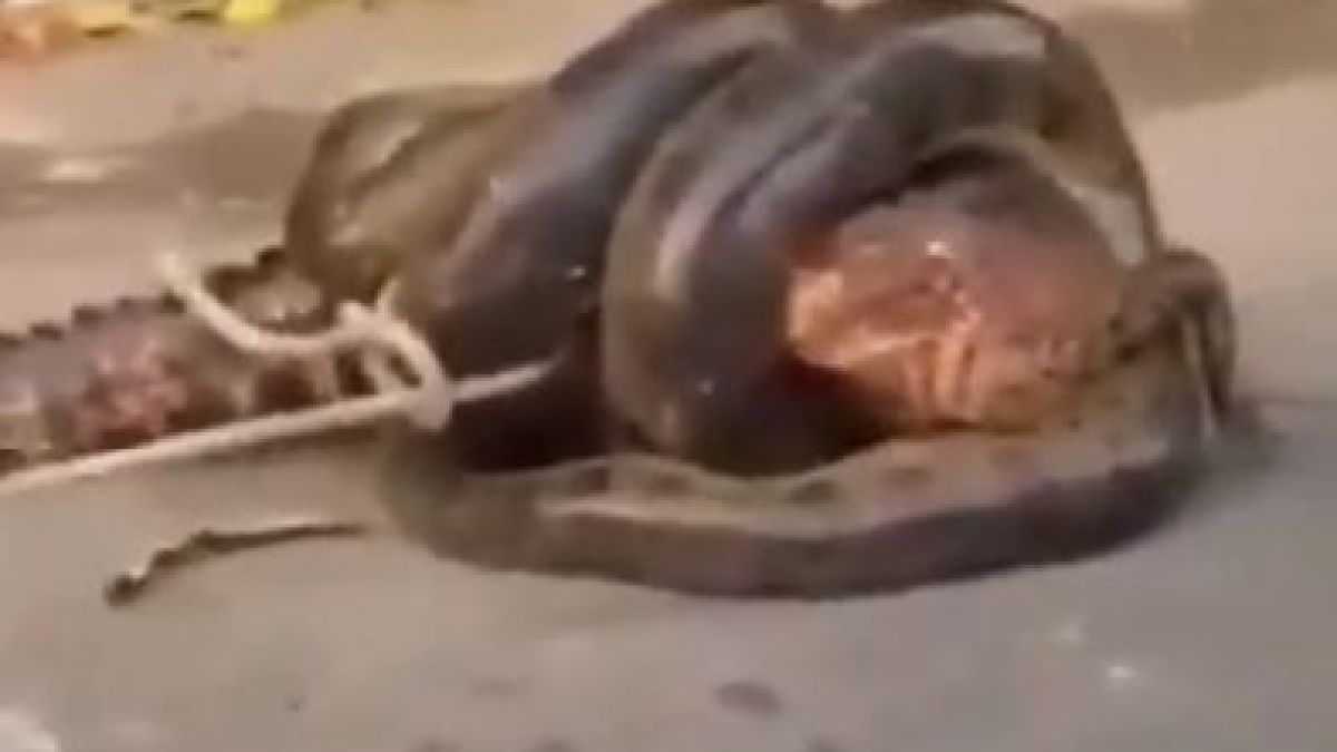 Сблъсъкът между огромна анаконда и алигатор взриви мрежата ВИДЕО 
