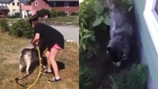 Хъски се ужаси от къпане и разсмя мрежата ВИДЕО