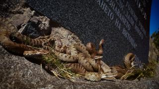 Шок! Десетки отровни змии се струпаха на едно място на Витоша и... СНИМКИ 