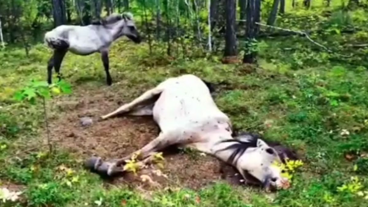 Жребче доведе хора до мъртвата си майка ВИДЕО