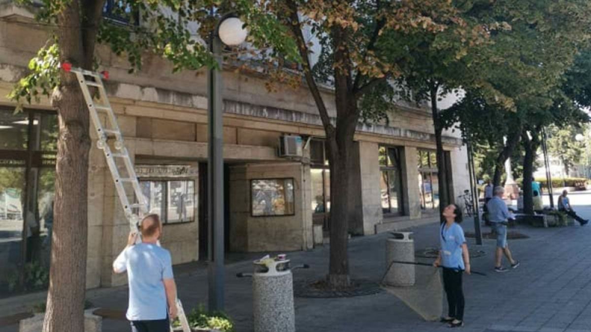 Голям екшън в Бургас с беглец на дърво СНИМКИ 