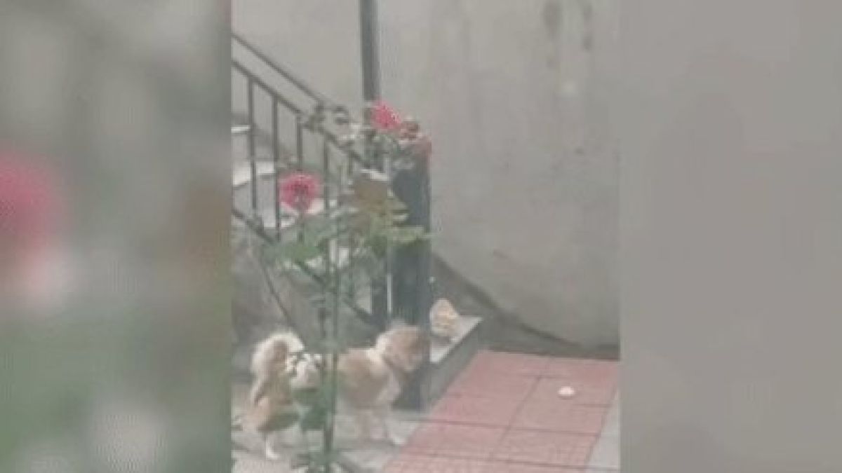 Уникално ВИДЕО с куче и котка взриви мрежата