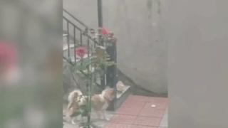 Уникално ВИДЕО с куче и котка взриви мрежата