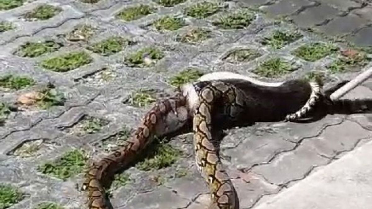 Огромен питон видя сметката на котка на улицата ВИДЕО 