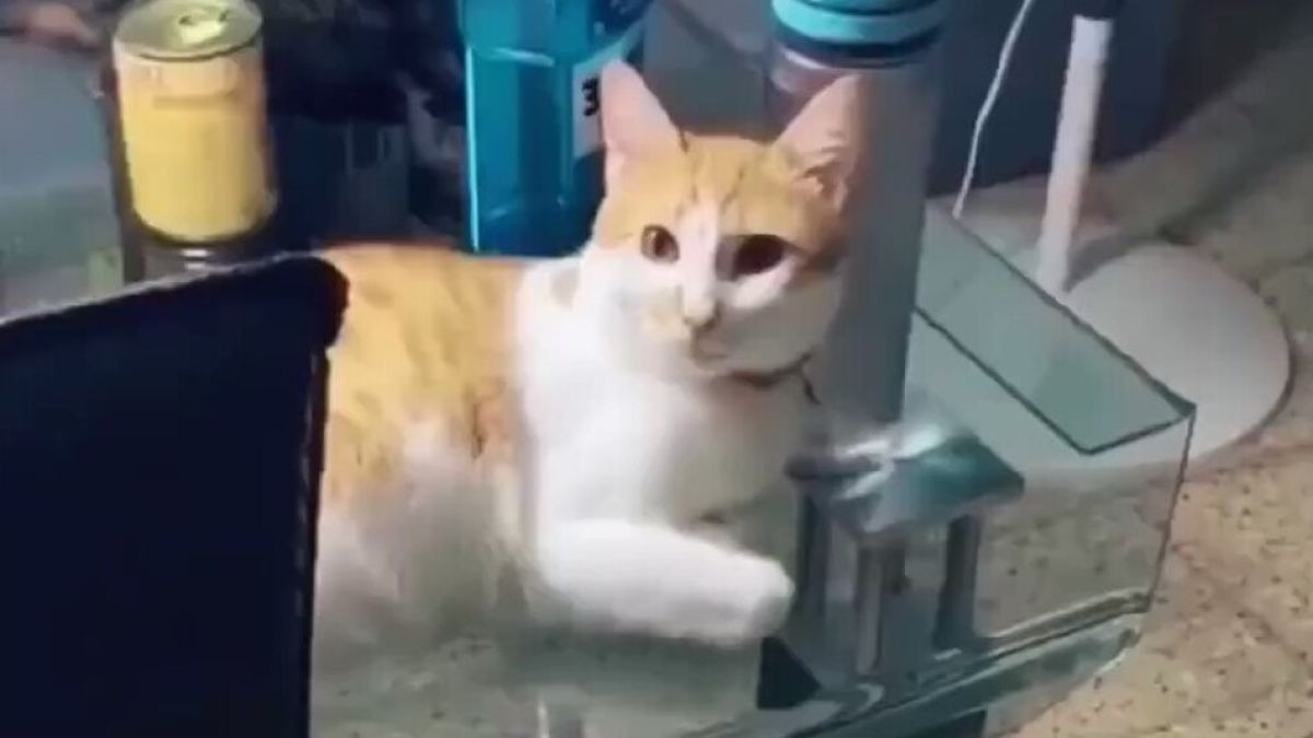 Смешна котешка реакция към броколи ВИДЕО