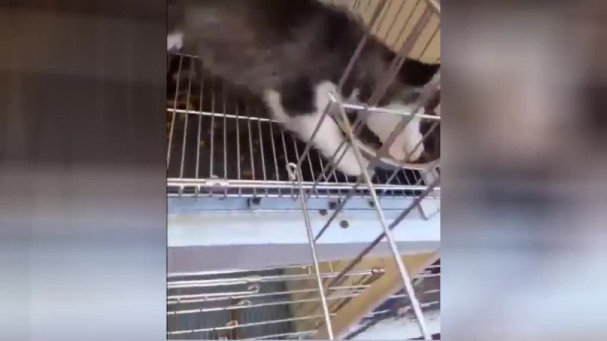 Кученце хъски показа майсторски клас по изпразване на купата с храна ВИДЕО