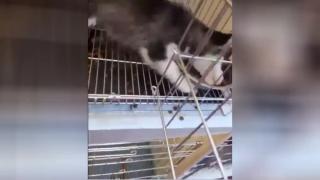 Кученце хъски показа майсторски клас по изпразване на купата с храна ВИДЕО