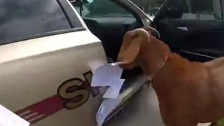 Уникална битка: Коза проникна в полицейска кола ВИДЕО