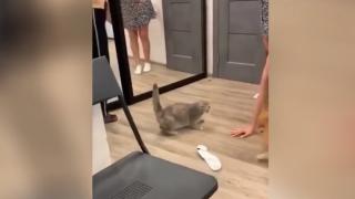 Котарак показа кой е шефът в къщата, намесвайки се в женско парти ВИДЕО