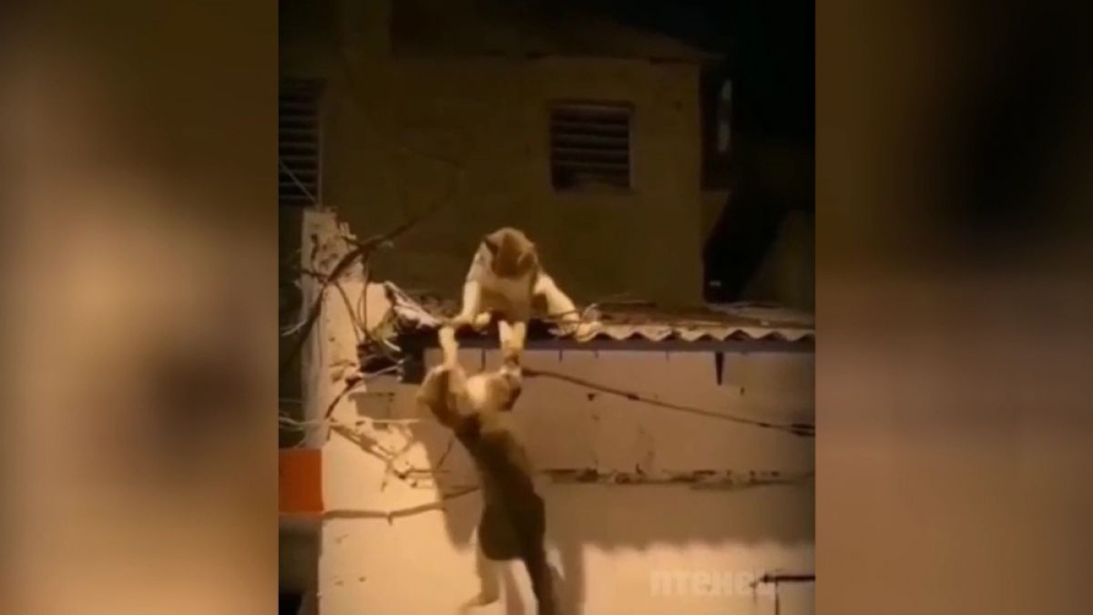 Улични котараци се сбиха, повтаряйки известна сцена от „Цар Лъв“ ВИДЕО