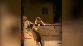 Улични котараци се сбиха, повтаряйки известна сцена от „Цар Лъв“ ВИДЕО