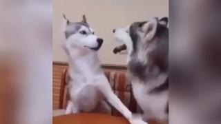 Емоционалният спор на две хъскита стана хит в мрежата ВИДЕО