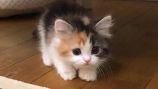 Котенцата атакуват: Секунди преди жестокото нападение СНИМКИ